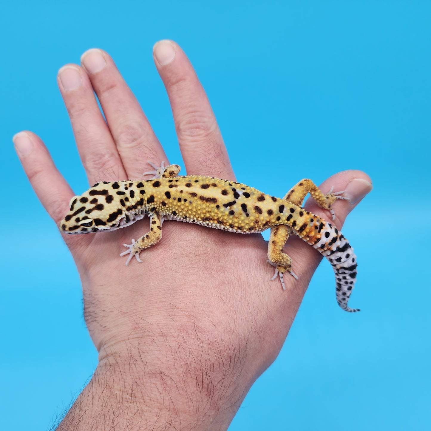 Male Inferno Tangerine Bold Cross Emerine Leopard Gecko