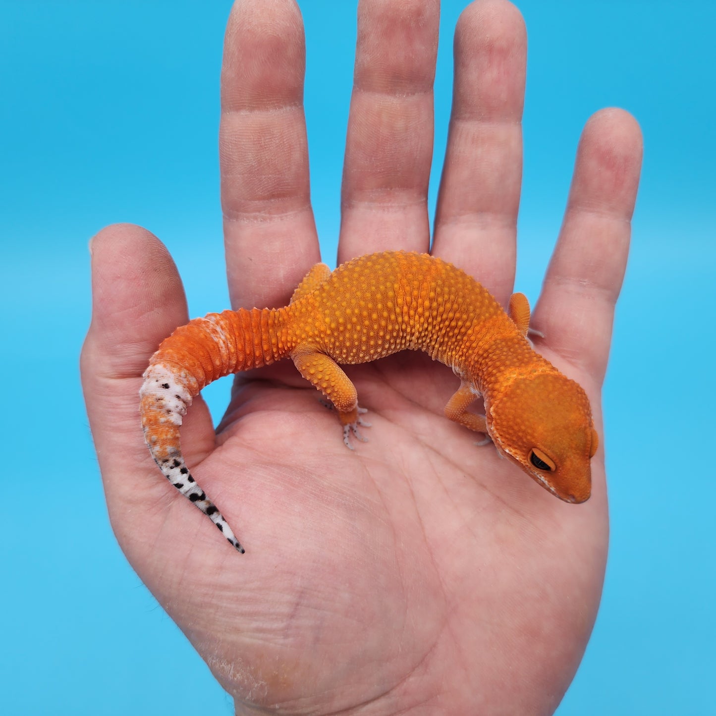 Male Mandarin Inferno Tangerine Leopard Gecko (Deep Orange)