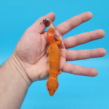 Male Mandarin Inferno Tangerine Leopard Gecko (Deep Orange)