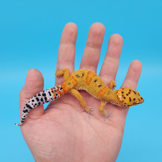 Male Mandarin Inferno Tangerine Bold Cross Emerine Leopard Gecko