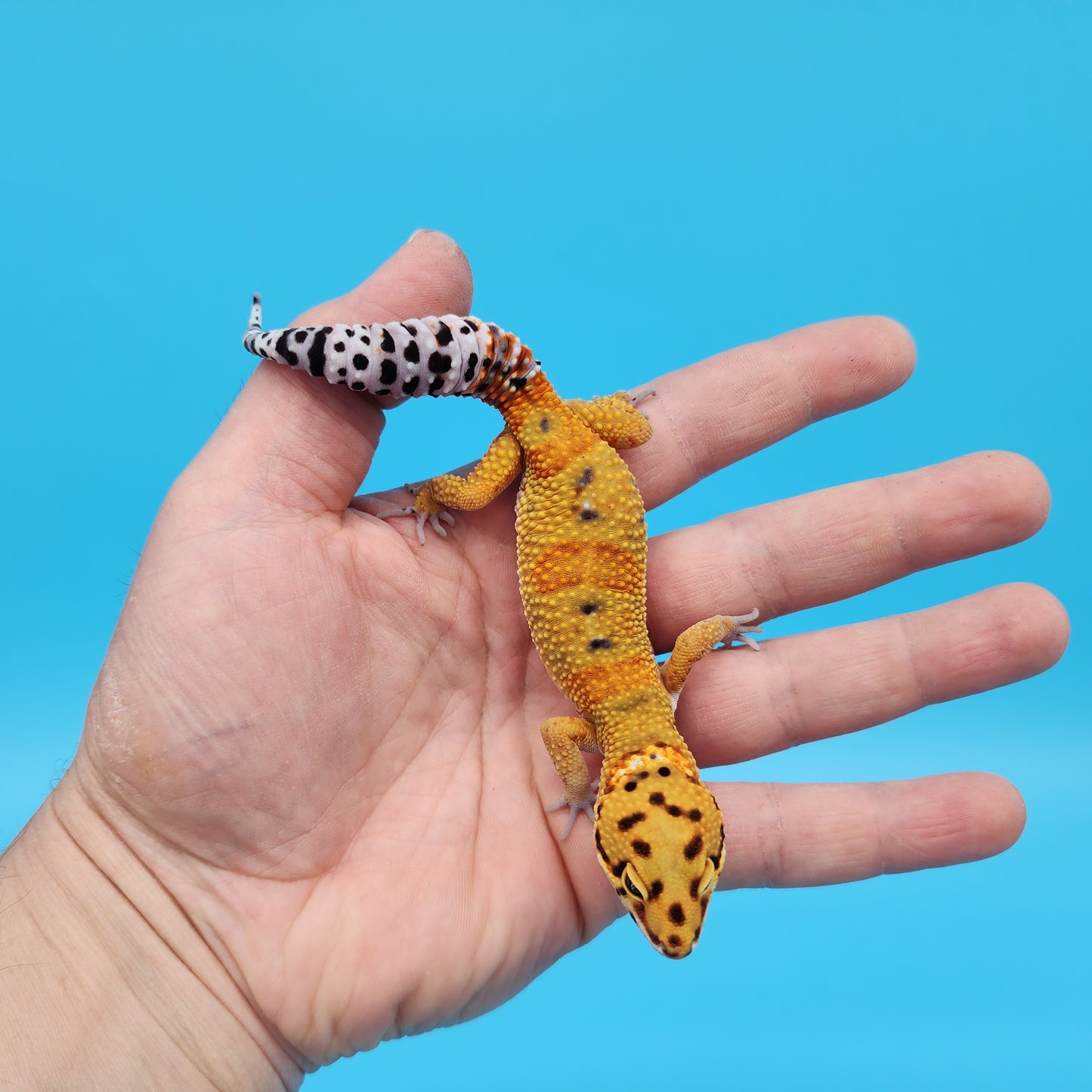 Male Mandarin Inferno Tangerine Bold Cross Emerine Leopard Gecko