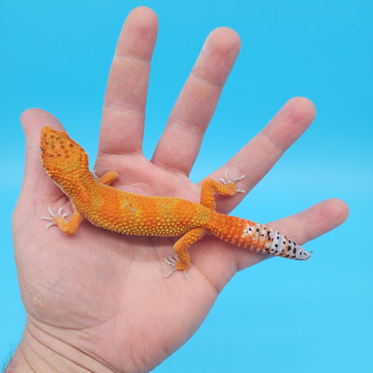 Male Mandarin Inferno Tangerine Jungle Emerine 100% het Tremper Albino Leopard Gecko (very nice in person)