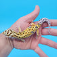 Male Mandarin Inferno Tangerine Bold Bandit White and Yellow Leopard Gecko