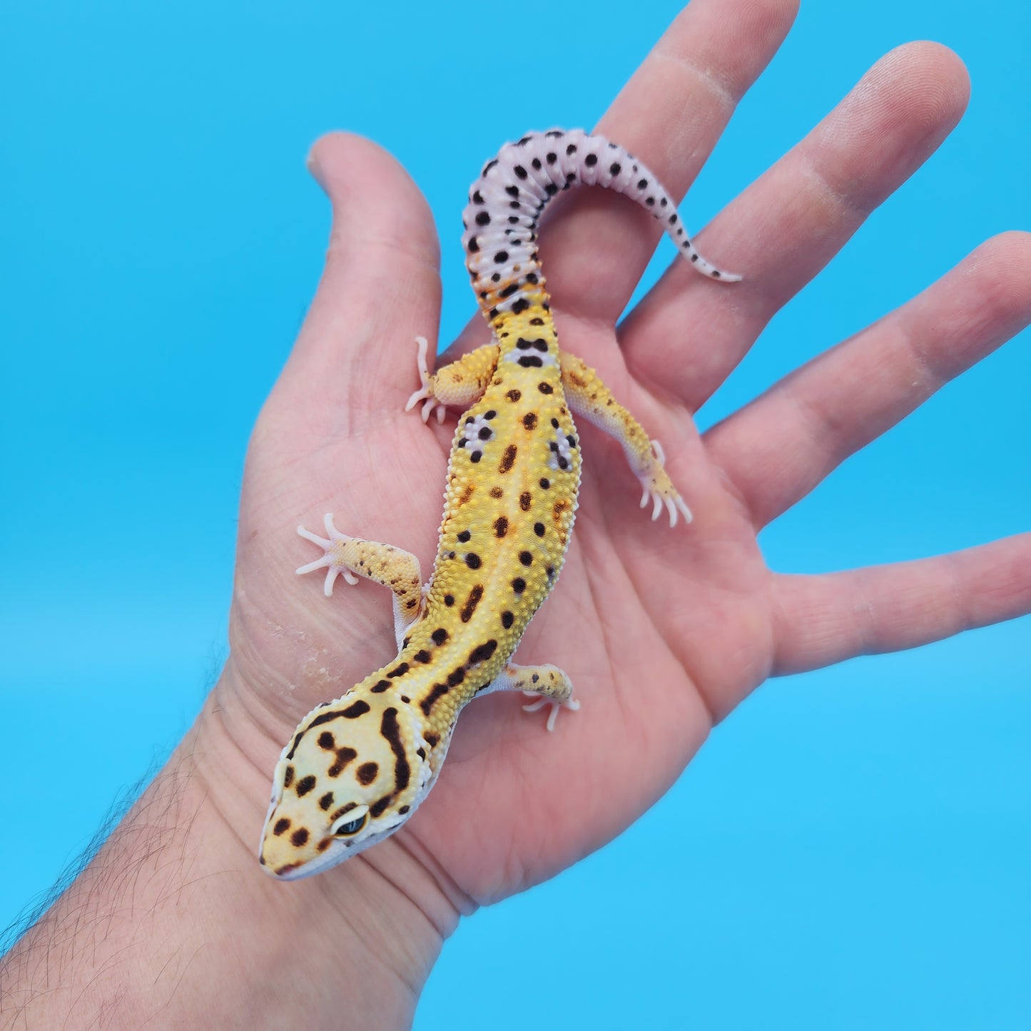 Male Mandarin Inferno Tangerine Bold Bandit White and Yellow Leopard Gecko