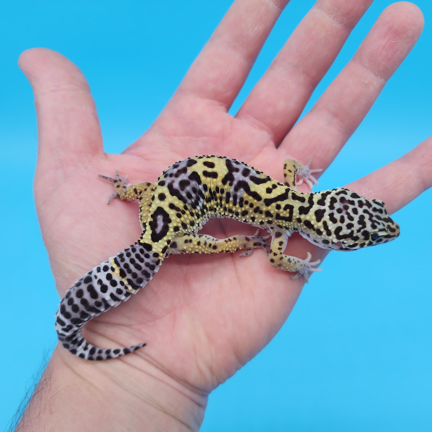 Female Black Night (50%) Afghanicus (25%) Turcmenicus (25%) Leopard Gecko (very unique!)