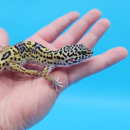 Female Black Night (50%) Afghanicus (25%) Turcmenicus (25%) Leopard Gecko (very unique!)