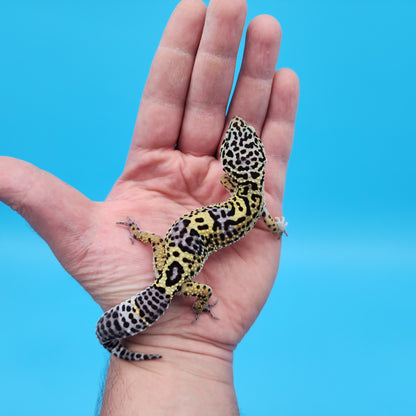 Female Black Night (50%) Afghanicus (25%) Turcmenicus (25%) Leopard Gecko (very unique!)
