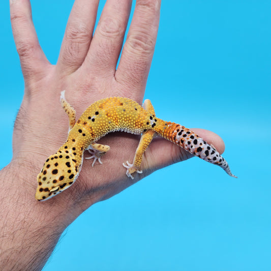 Male Mandarin Inferno Tangerine Bold Emerine Leopard Gecko