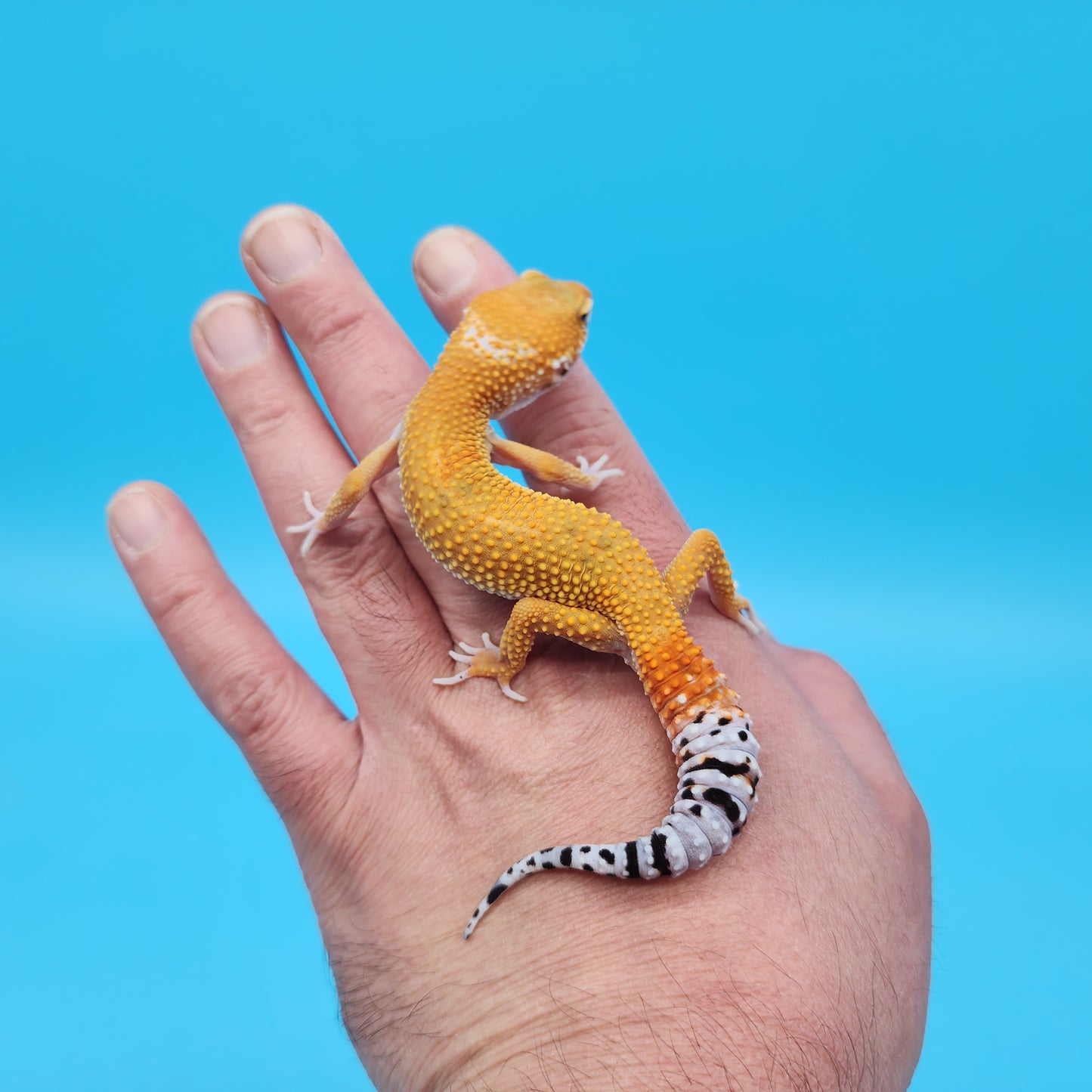 Male Super Hypo Baldy Mandarin Tangerine Bold Leopard Gecko