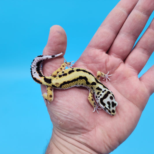 Male Hyper Xanthic Bold Stripe White and Yellow Bandit Leopard Gecko