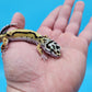 Male Hyper Xanthic Bold Stripe White and Yellow Bandit Leopard Gecko