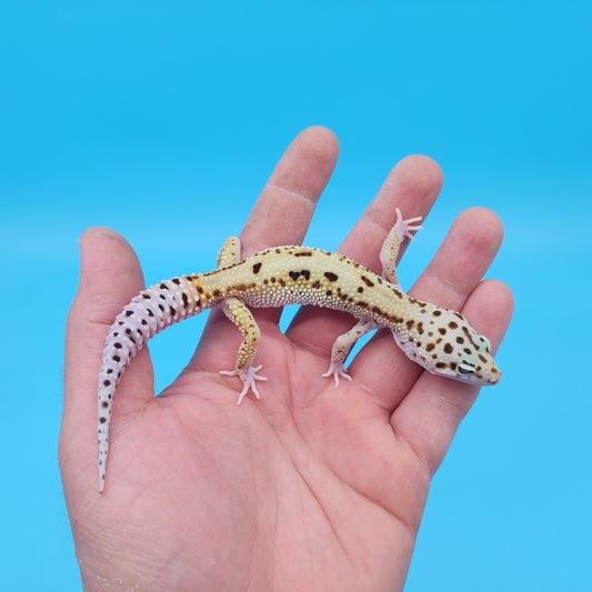 Male Hyper Xanthic Bold Stripe White and Yellow Leopard Gecko