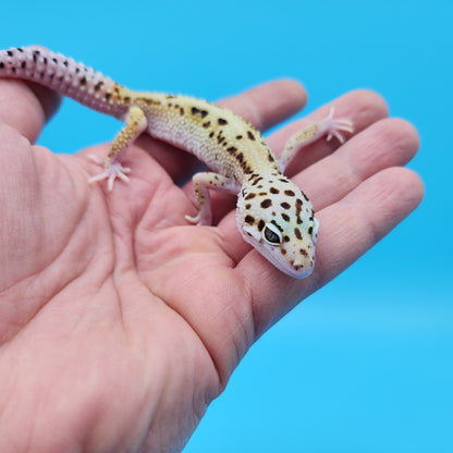 Male Hyper Xanthic Bold Stripe White and Yellow Leopard Gecko