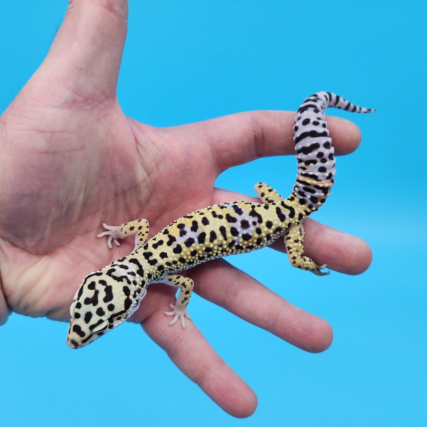 Male Hyper Xanthic Afghanicus Bold Bandit Leopard Gecko
