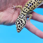 Male Hyper Xanthic Afghanicus Bold Bandit Leopard Gecko