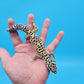 Male Hyper Xanthic Afghanicus Bold Bandit Leopard Gecko