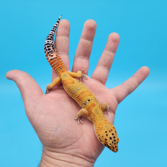 Male Mandarin Tangerine Clown Emerine Jungle Leopard Gecko