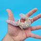 Male Pure Fasciolatus (High Lavender Reduced Pattern Phase) Leopard Gecko