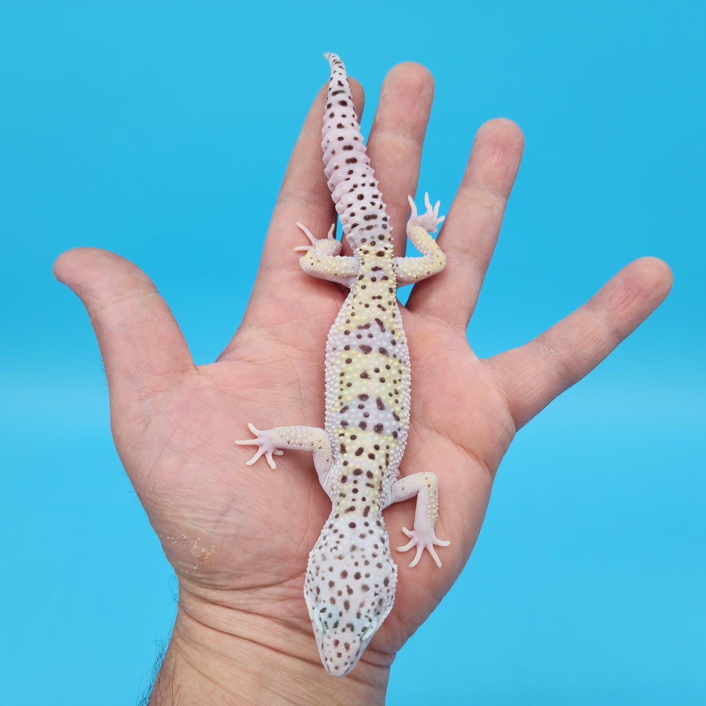 Male Pure Fasciolatus (High Lavender Reduced Pattern Phase) Leopard Gecko