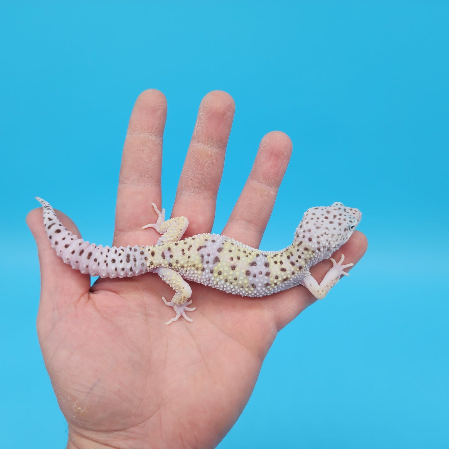 Male Pure Fasciolatus (High Lavender Reduced Pattern Phase) Leopard Gecko
