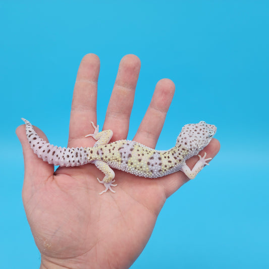 Male Pure Fasciolatus (High Lavender Reduced Pattern Phase) Leopard Gecko