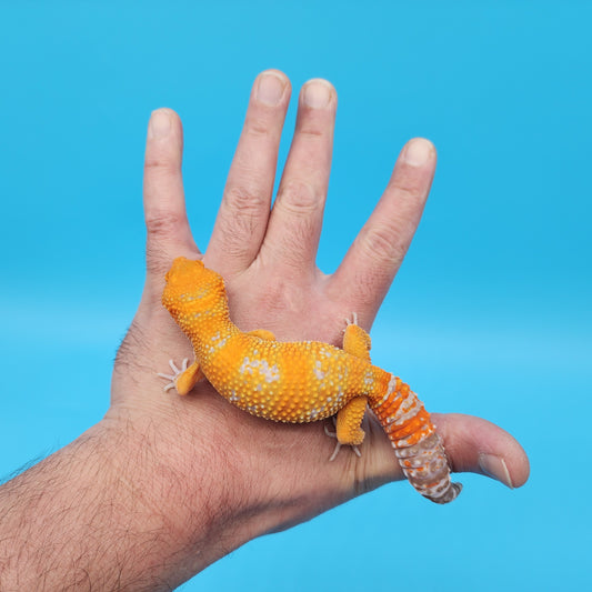Female Mandarin Tangerine Tremper Albino Speckled Emerine Leopard Gecko (stunning in person!)