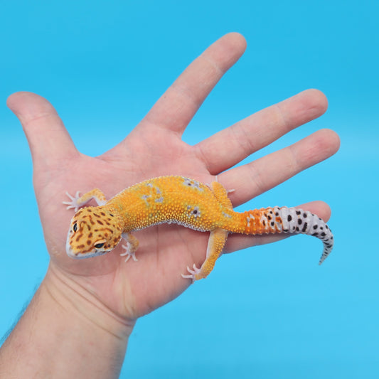 Male Mandarin Inferno Tangerine 100% Het Tremper Albino Emerine Leopard Gecko