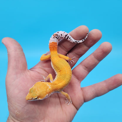 Male Mandarin Inferno Tangerine Bold Possible White and Yellow Leopard Gecko