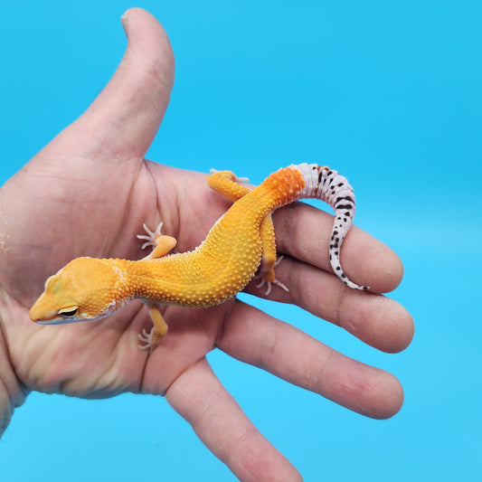 Male Mandarin Inferno Tangerine Bold Possible White and Yellow Leopard Gecko
