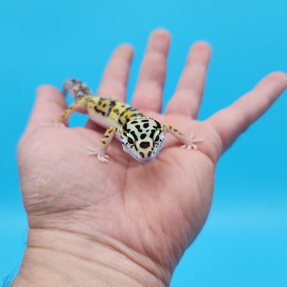 Male Hyper Xanthic Afghanicus Bold Bandit Possible White and Yellow Leopard Gecko