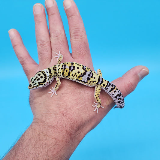 Male Hyper Xanthic Afghanicus Bold Bandit Possible White and Yellow Leopard Gecko