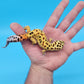Male Inferno Tangerine Bold Emerine Possible White and Yellow Leopard Gecko (interesting look!)