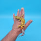Male Inferno Tangerine Bold Emerine Possible White and Yellow Leopard Gecko (interesting look!)