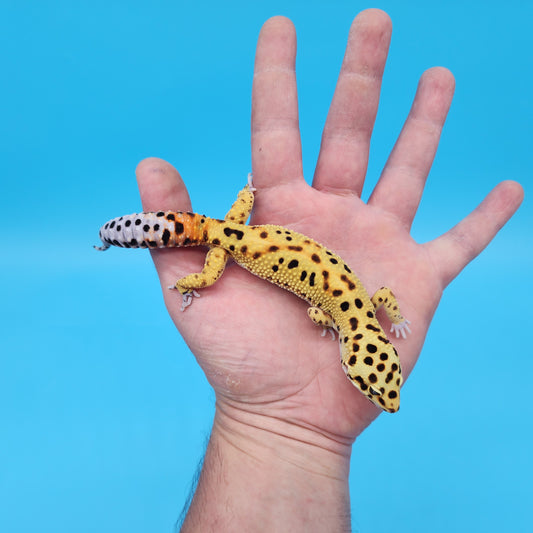 Male Inferno Tangerine Bold Emerine Possible White and Yellow Leopard Gecko (interesting look!)