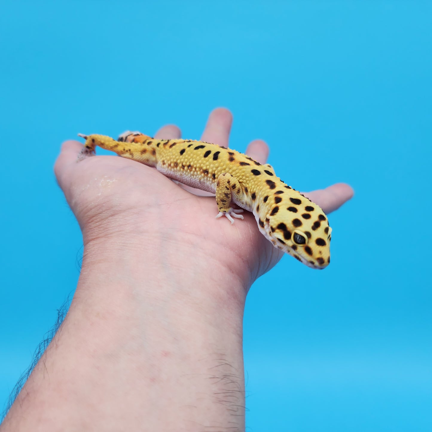 Male Inferno Tangerine Bold Emerine Possible White and Yellow Leopard Gecko (interesting look!)