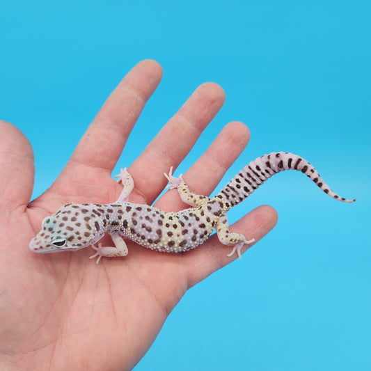 Male Fasciolatus Mack Snow High Lavender Phase Leopard Gecko