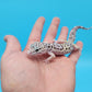 Male Fasciolatus Mack Snow High Lavender Phase Leopard Gecko