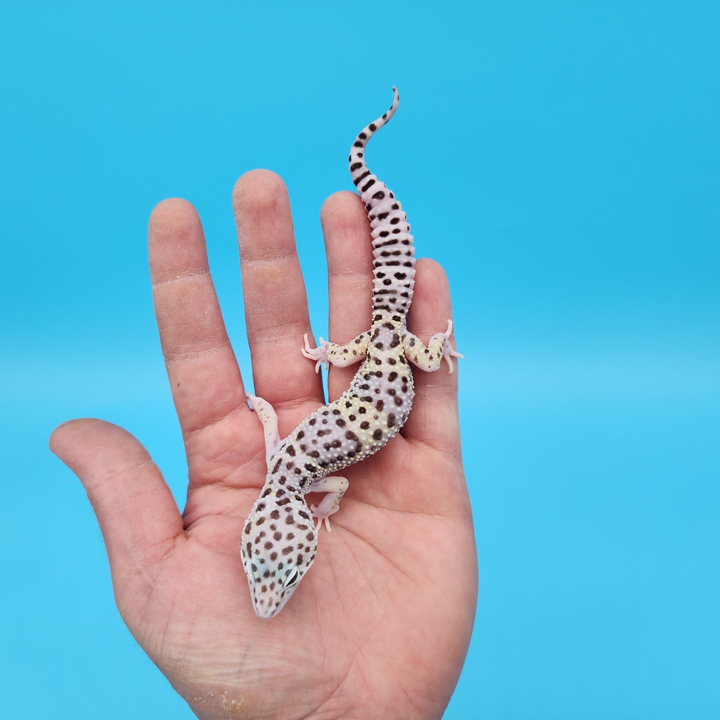 Male Fasciolatus Mack Snow High Lavender Phase Leopard Gecko