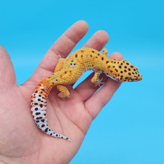 Male Mandarin Inferno Tangerine Clown Emerine Jungle Leopard Gecko