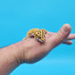 Male Mandarin Inferno Tangerine Clown Emerine Jungle Leopard Gecko
