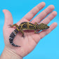 Male 50% Black Night 50% Clown Leopard Gecko
