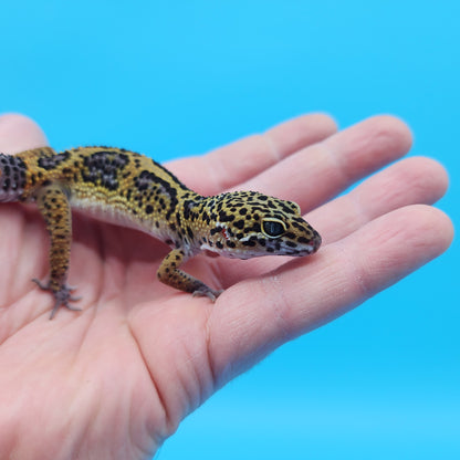 Male 50% Black Night 50% Clown Leopard Gecko