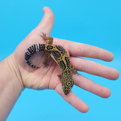 Male 50% Black Night 50% Clown Leopard Gecko