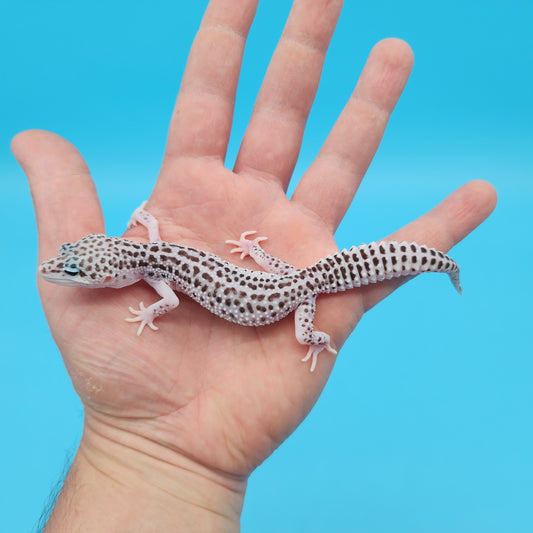 Looking Female Fasciolatus Super Snow (high lavender project) Leopard Gecko