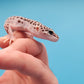 Male FREEZE Project Fasciolatus (50%) Super Snow Leopard Gecko