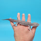 Male FREEZE Project Fasciolatus (50%) Super Snow Leopard Gecko