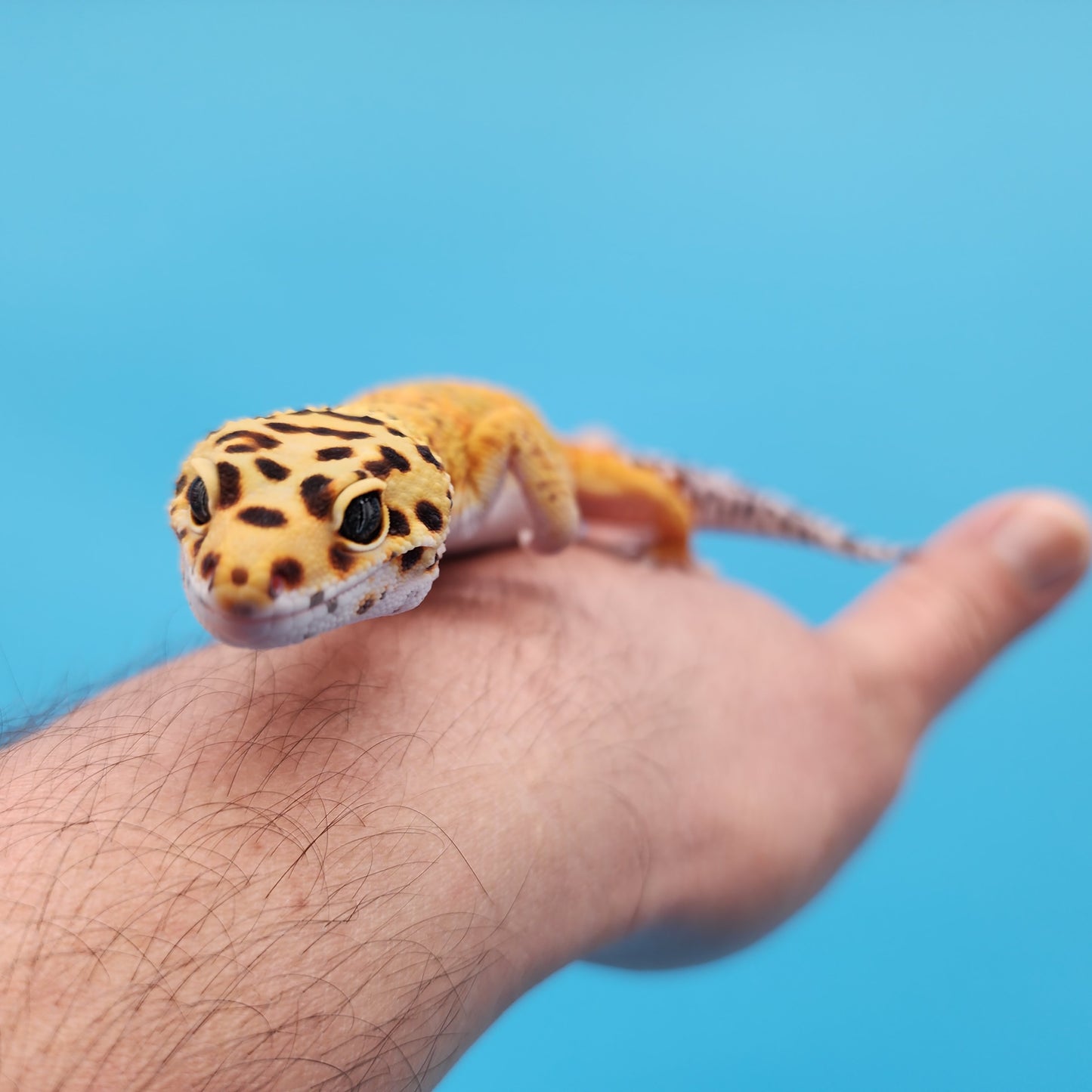 Male Mandarin Inferno Bold Emerine Leopard Gecko