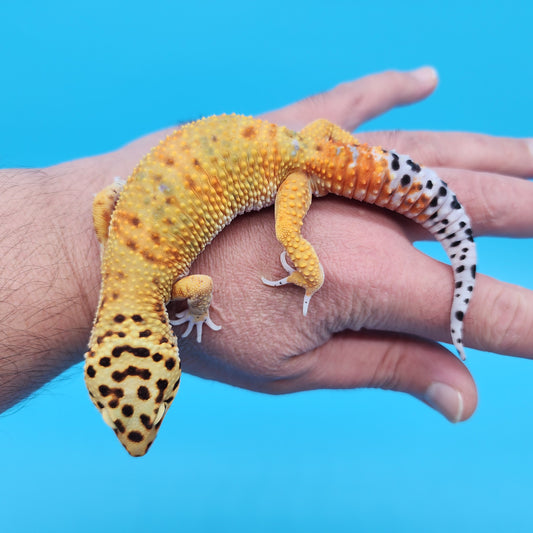 Male Mandarin Inferno Bold Emerine Leopard Gecko