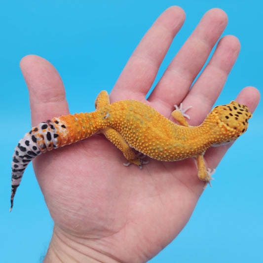 Male Mandarin Clown Leopard Gecko (small healed tail bite from shedding)