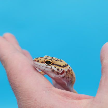 Male Mandarin Inferno Tangerine Bold Emerine Possible White & Yellow Leopard Gecko